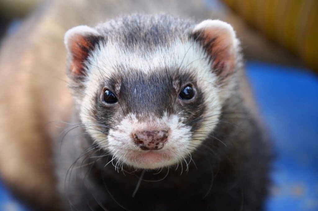 Group of Ferrets
