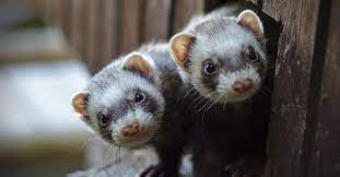 ferrets 1