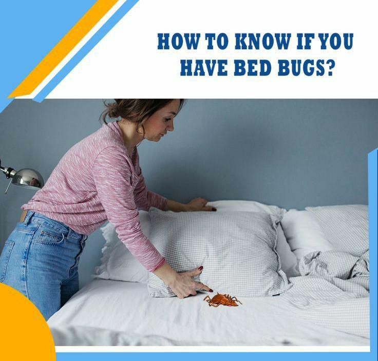 How to Get Rid of Bedbugs: A Comprehensive Guide for Effective Elimination 2 p2 1